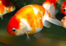 CAR. AUR. RANCHU SAKURA 10/12