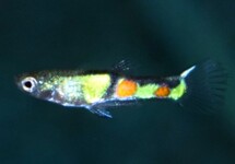 ENDLER GUP EL TIGRE MAN