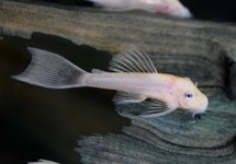 L144 ANCISTRUS SNOW WHITE