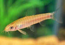 ZEBRA DWERGMODDERKRUIPER