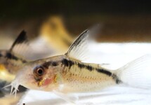 PANTSERMEERVAL GRANTI