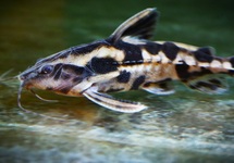 MEGALODORAS URANOSCOPUS S/M