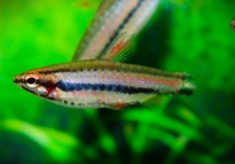 RED PENCILFISH PERU