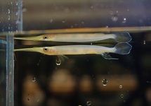 HALFSNAVELBEKJE PHAIOSOMA