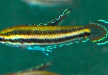 PRACHTGURAMI SUMATRANUS