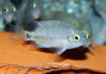 CRIBROHEROS ROSTRATUS M