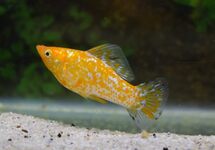 SAILFIN MOLLY GOLD SPOTTED