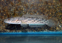 FIVE BANDED SNAKEHEAD