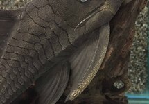 BLUE EYE PANAQUE