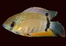 ISONYCTERINA CICHLID