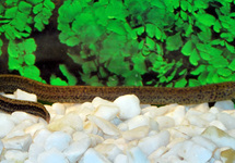 ANGUILE MARMORATUS