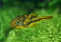 DWARF PUFFER