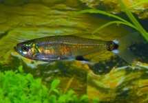 DAWN TETRA