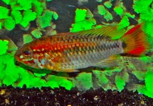 RED TAILED DWARF CICHLID MALE