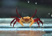 TOPAZ LAND CRAB