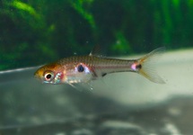 RASBORA NAIN NAEVUS