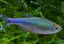 BLUE TETRA