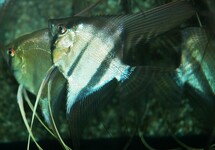ANGELFISH BRAZIL ITU
