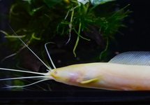 KIKKERMEERVAL CONGO ALBINO