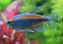 African Tetra