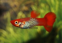 GUPPY SNAKESKIN REDCAP