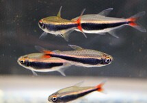 PERUVIAN TETRA