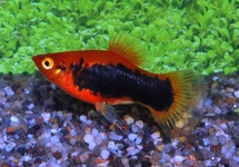 PLATY RED TUXEDO