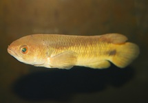 BUSCHFISCH NIGROPANNOSUM