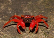 CRABE VAMPIRE RED RUBY