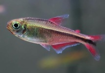 KARPERZALM AURORA