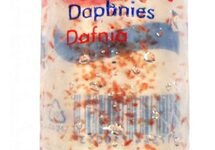 Daphnia 100ml - LV
