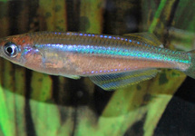 TANGANYIKA LICHTOOGJE