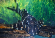 L204 FLASH PLECO