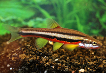 SOUTHERN REDBELLY DACE