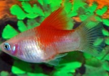 PLATY WEISS RED TOP