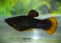 BLACK MOLLY QUEUE ORANGE