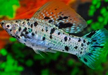 HOOGVINKARPER DALMATIËR