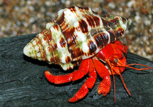 Other Crayfish & Crab