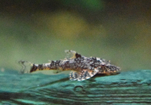 DWARF PLECO EPPLEYI