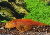 L144 ANCISTRUS GELB BLAUE AUGEN