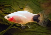 PLATY WEISS MICKEY