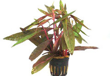 Alternanthera sessilis in pot (p5)