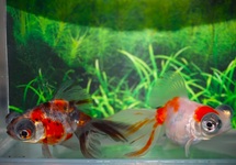 SLUIER BUTTERFLY MIX