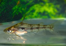 ZWEMMENDE MEERVAL INDIA