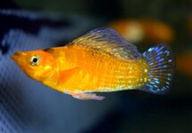 SAILFIN MOLLY NEON ORANGE