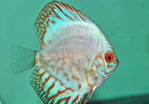 S. AEQUIFASCIATUS WHITE KOBALT S