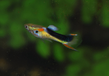 GUPPY ENDLER JAUNE HALF TUXEDO (MÂLE)