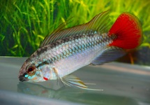 DWERGCICHLIDE RIO MAMORE