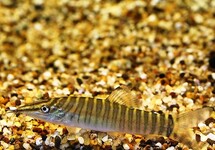 TIGERSCHMERLE