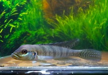 CONGO LIONHEAD CICHLID